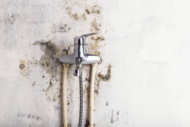 Best Residential Mold Removal  in Dunstan, ME