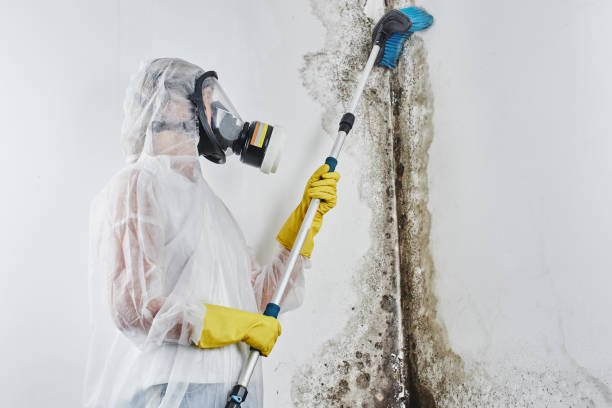 Best Crawl Space Mold Removal  in Dunstan, ME