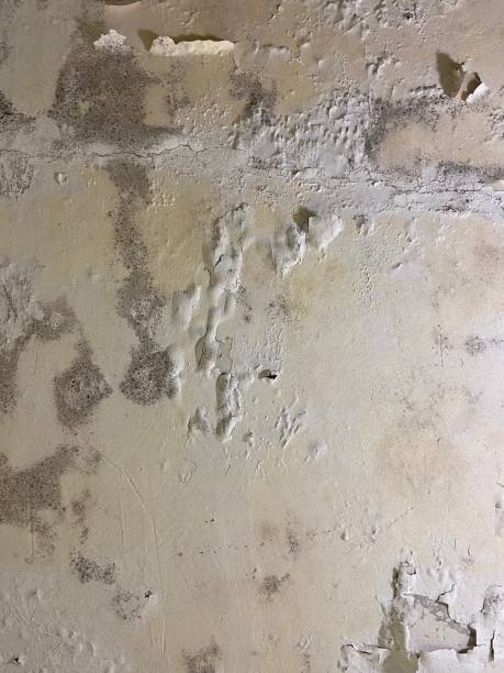 Best Same-Day Mold Removal  in Dunstan, ME