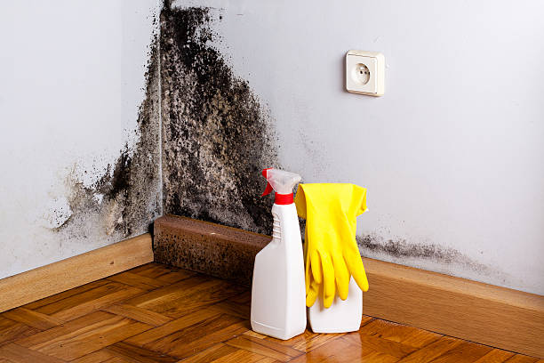 Best Mold Testing  in Dunstan, ME